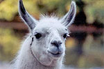 Salisbury Zoo