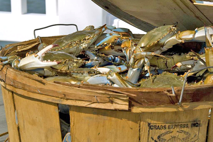 Blue Crabs - Saint Mary’s County, Maryland