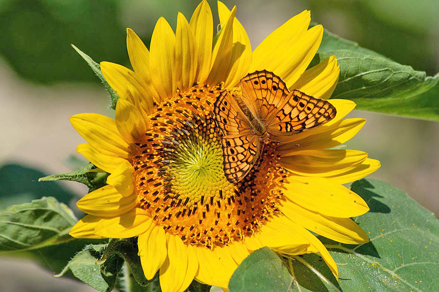Sunflower & Butterfly - Wicomico County, Maryland